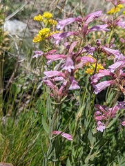 Penstemon radicosus