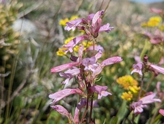 Penstemon radicosus
