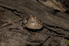 Amanita submaculata