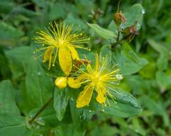 Hypericum graveolens