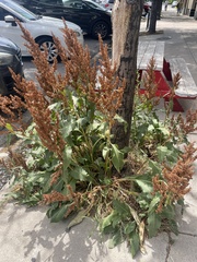 Rumex