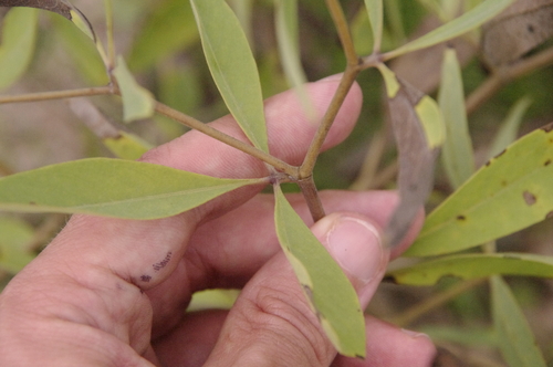 Image of Baptisia lanceolata by (c) Eric Knight, some rights reserved (CC BY)
