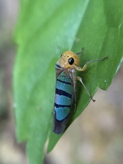 Amblyscarta trinotata