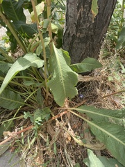 Rumex