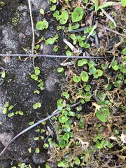 Salix herbacea