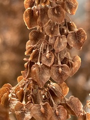 Rumex