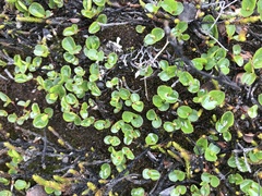 Salix herbacea