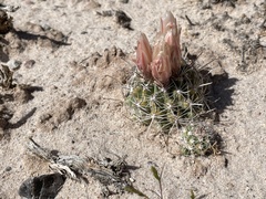 Sclerocactus wrightiae