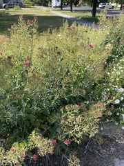 Centranthus ruber