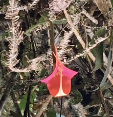 Masdevallia veitchiana