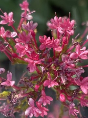 Centranthus ruber