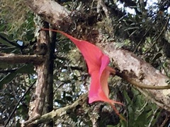 Masdevallia veitchiana