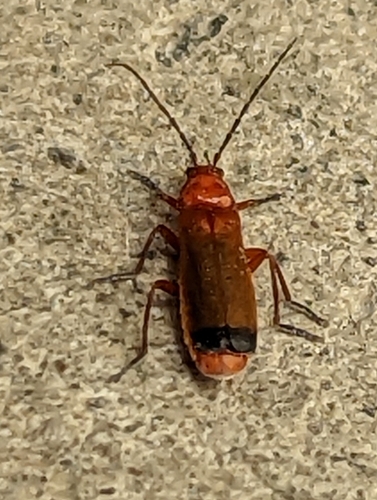Common Red Soldier Beetle photo 5