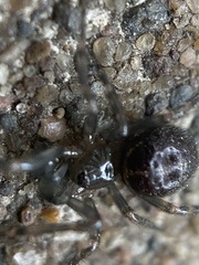 Steatoda borealis