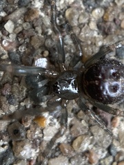 Steatoda borealis