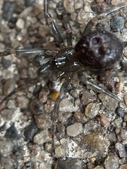 Steatoda borealis