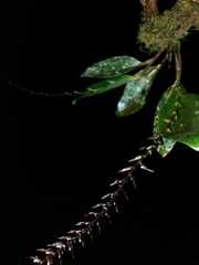 Stelis allenii