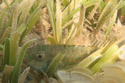 Stekeltand-papegaaivis (Calotomus spinidens) — Scaridae — 4