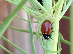 Hippodamia quinquesignata