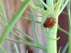 Hippodamia quinquesignata