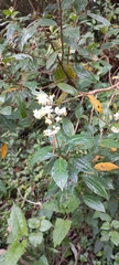 Miconia crocea