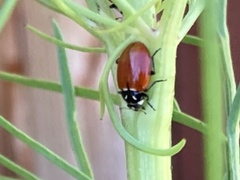 Hippodamia quinquesignata