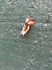 Chrysanympha