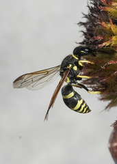 Ancistrocerus catskill