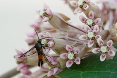 Synanthedon bolteri