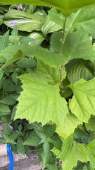 Platanus occidentalis