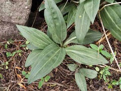 Mesadenus polyanthus