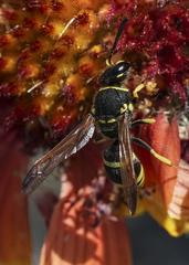 Ancistrocerus catskill