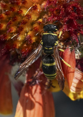 Ancistrocerus catskill