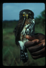 Glaucidium tephronotum