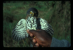 Glaucidium tephronotum