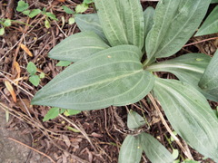 Mesadenus polyanthus