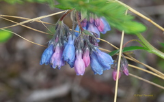 Mertensia paniculata paniculata