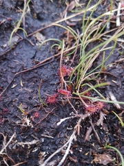 Drosera rotundifolia