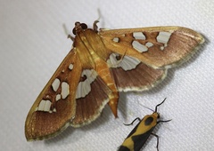 Phostria oajacalis