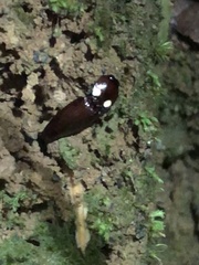 Pyrophorus noctilucus