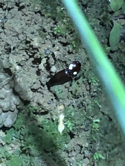Pyrophorus noctilucus
