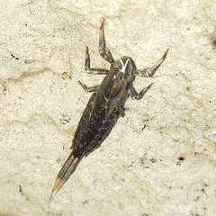 Isonychiidae