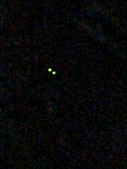 Pyrophorus noctilucus