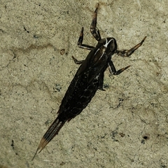 Isonychiidae