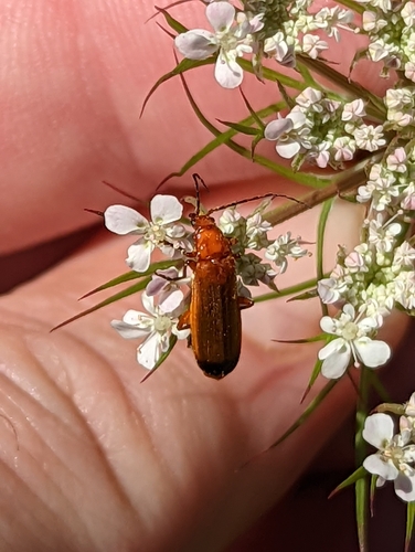 Common Red Soldier Beetle photo 4