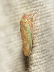 Polana