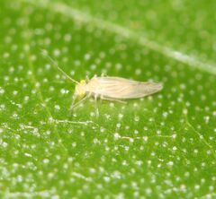 Trichopsocus