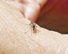 Aedes tormentor