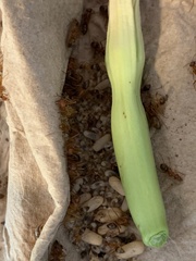 Myrmecocystus mexicanus