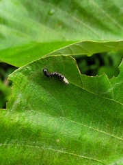 Colobura dirce